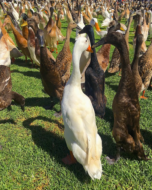 indian runner duck, duck, runner, birds, nature, ducks
